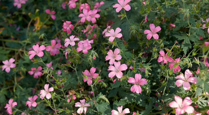 Герань Эндресса (Geranium endressii)