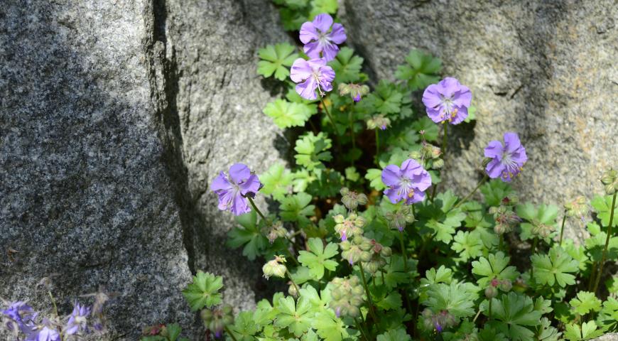 Герань далматская / Geranium dalmaticum