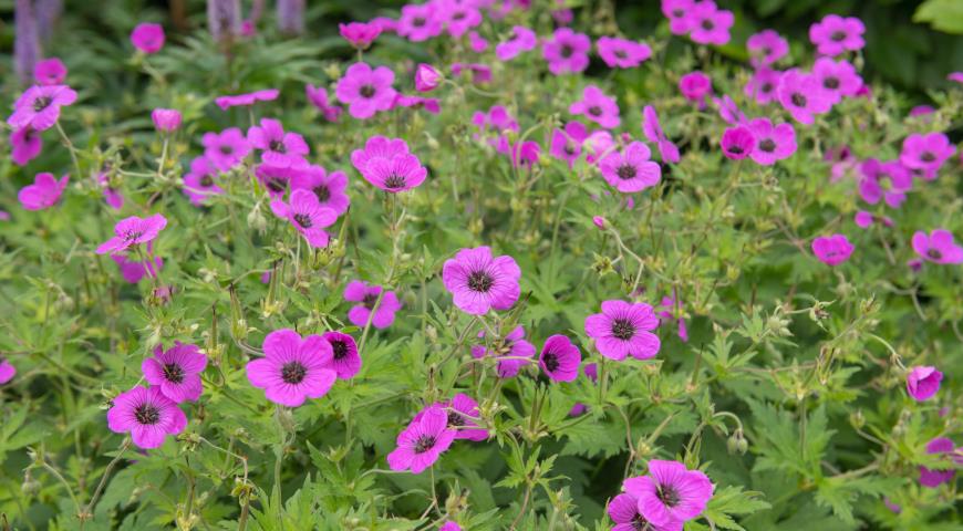 герань мелкотычинковая, или армянская (Geranium psilostemon syn. armenum)