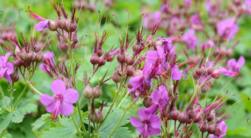 Герань крупнокорневищная (Geranium macrorrhizum) 