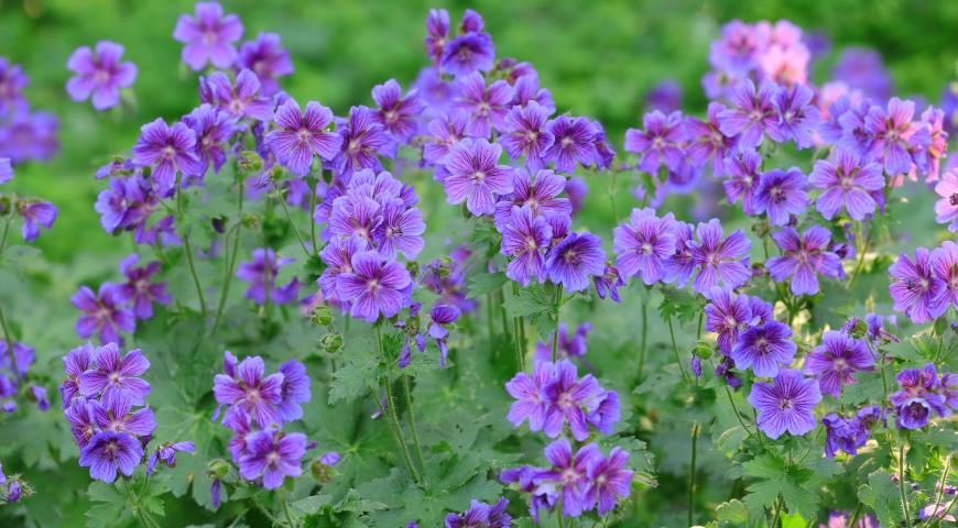 герань великолепная (Geranium х magnificum)