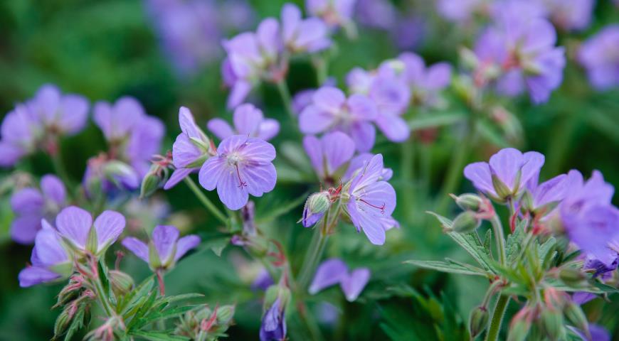 Герань луговая / Geranium pratense