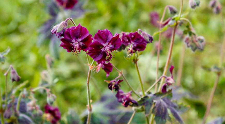 герань красно-бурая, или темная (Geranium phaeum)