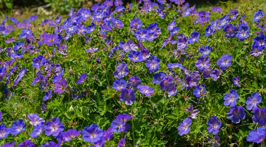 Герань гималайская (Geranium Himalayense)