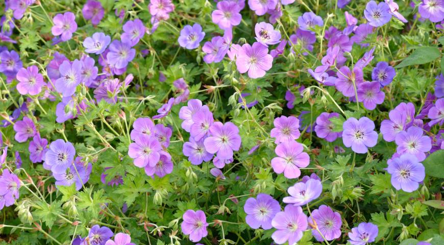 герань Валлиха (Geranium Wallichianum)