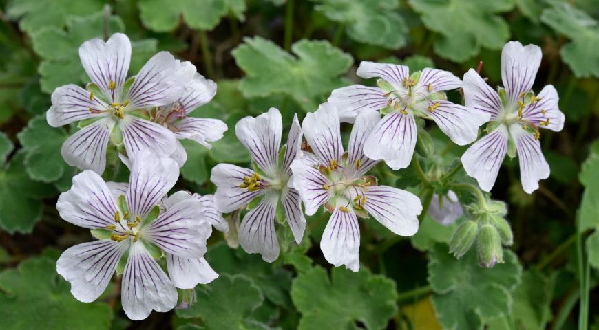 герань Ренарда (Geranium renardii)