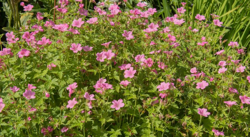 герань оксфордская (Geranium x oxonianun)