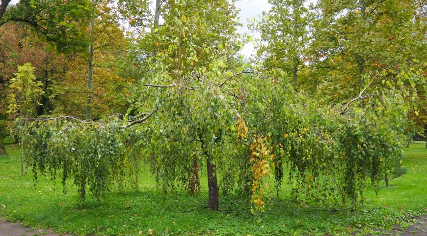 Береза повислая (Betula pendula)