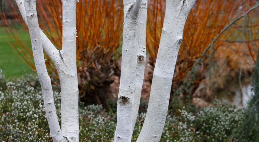 Береза полезная (Betula utilis)