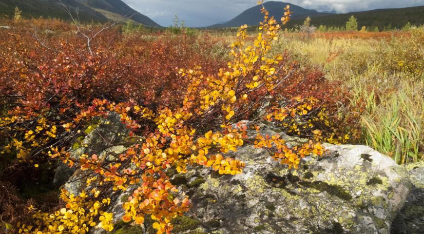 береза карликовая (Betula nana)