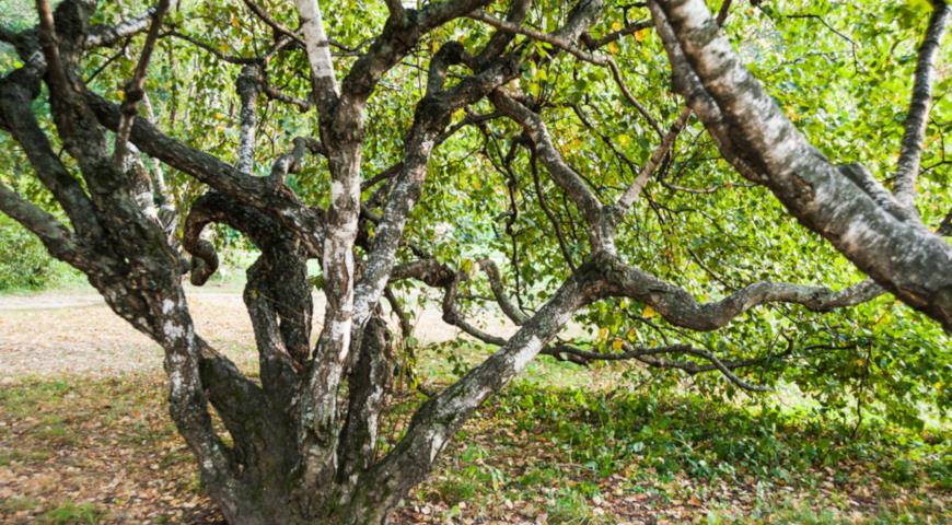 Береза карельская (Betula pendula f. Carelica)