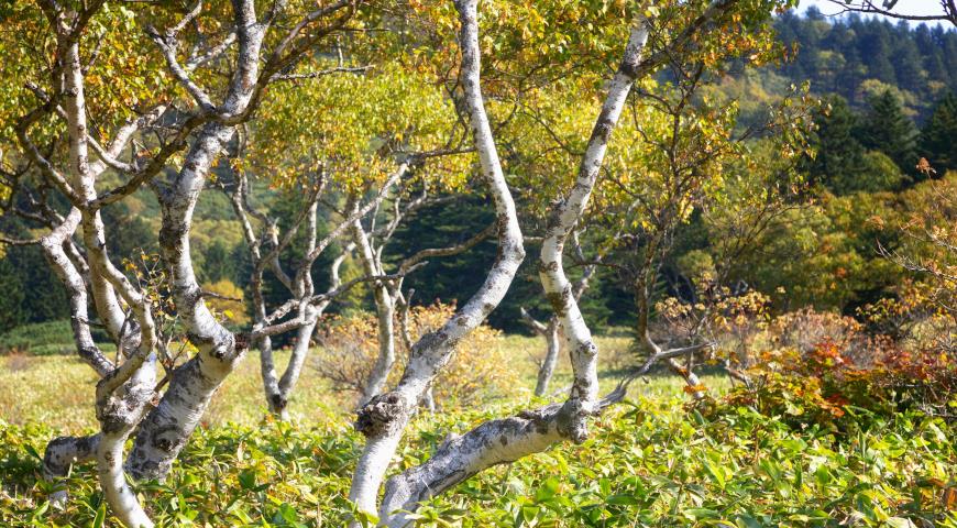 Береза Эрмана, или каменная (Betula ermanii)