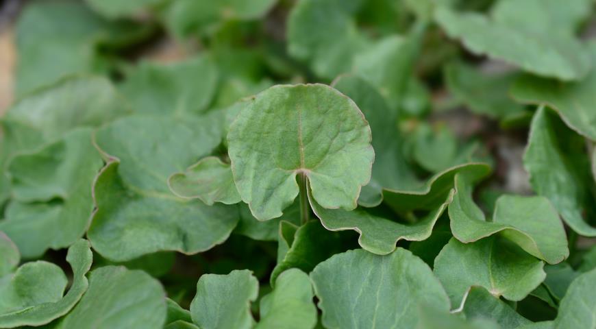 щавель французский (Rumex scutatus)