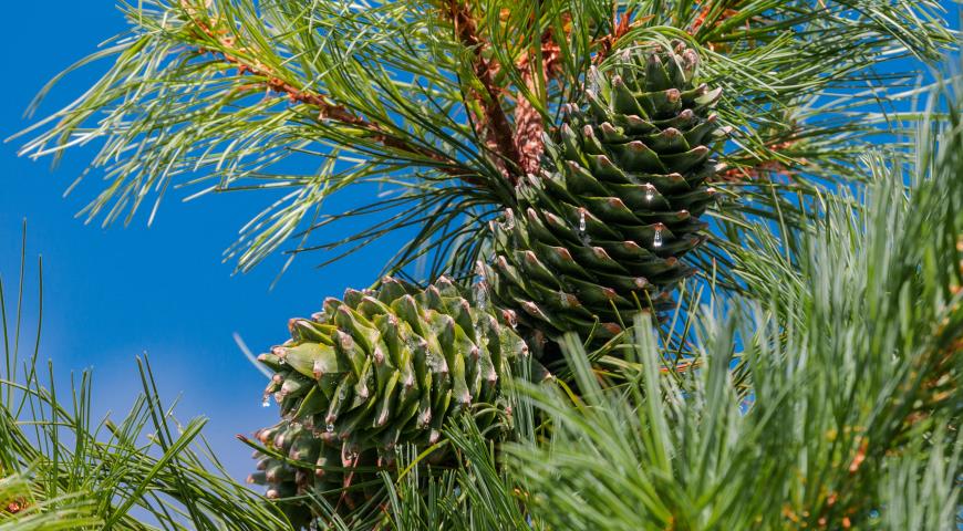 Сосна кедровая корейская, или корейский кедр (Pinus koraiensis)