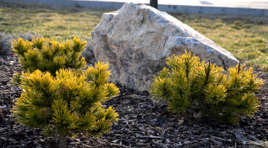 Сосна горная (Pinus mugo) Winter Gold