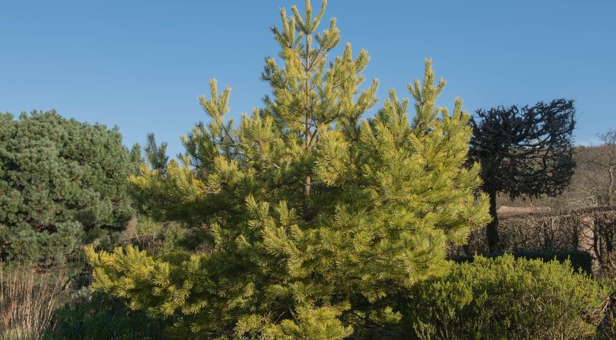 Сосна обыкновенная (Pinus sylvestris) Gold Coin