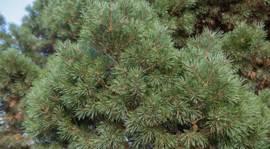 Сосна обыкновенная (Pinus sylvestris) Chantry Blue