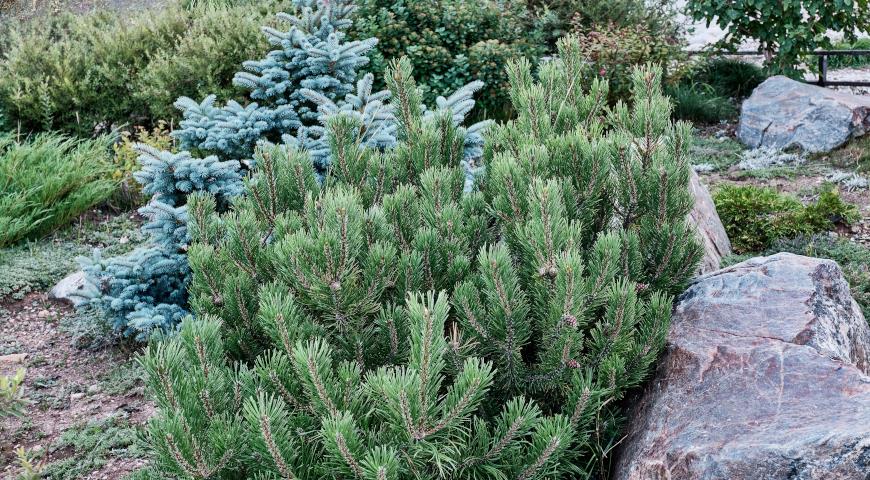 Сосна кедровая стланиковая, или кедровый стланик (Pinus pumila)