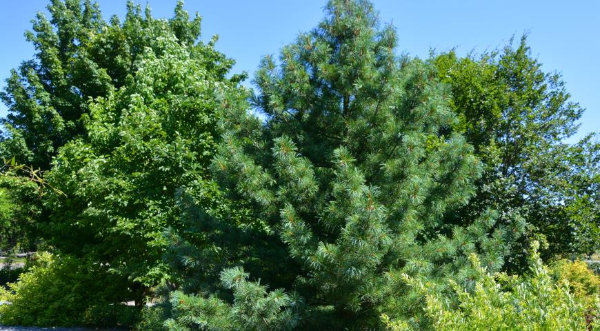 Сосна кедровая корейская, или корейский кедр (Pinus koraiensis)