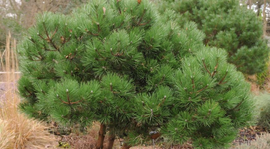 Сосна черная (Pinus nigra) Bright Eyes