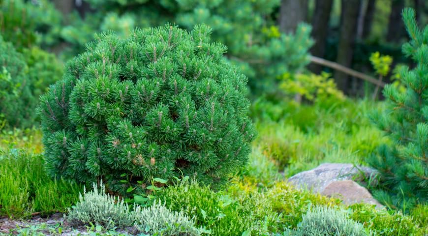 Сосна горная (Pinus mugo) Pumilio