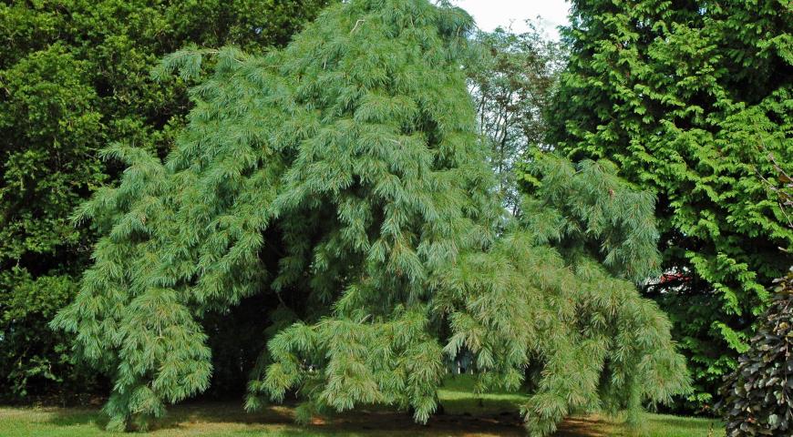 Сосна веймутова (Pinus strobus) Pendula
