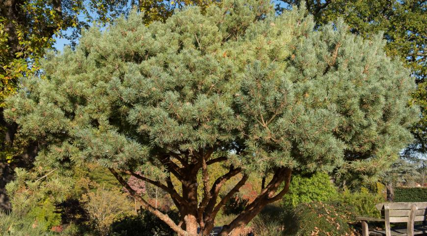 Сосна обыкновенная (Pinus sylvestris) Beuvronensis