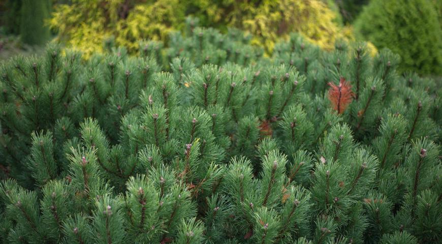 Сосна горная (Pinus mugo) Hesse