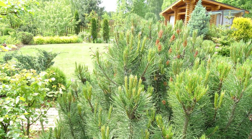 Сосна горная (Pinus mugo) Mughus