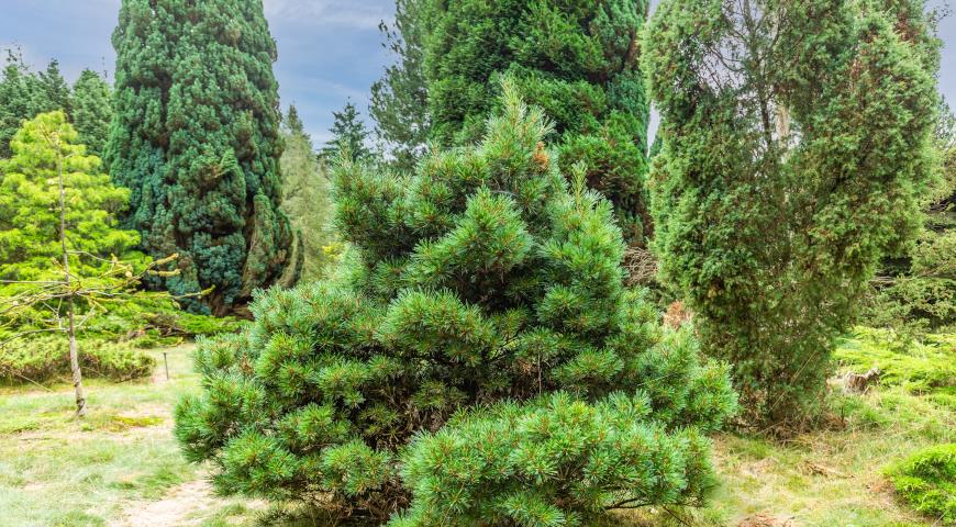 Сосна веймутова (Pinus strobus)