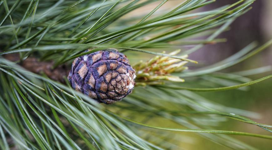 Cосна кедровая европейская (Pinus cembra) 