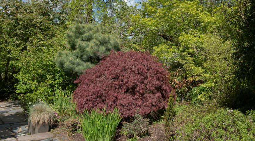 Сосна веймутова (Pinus strobus)