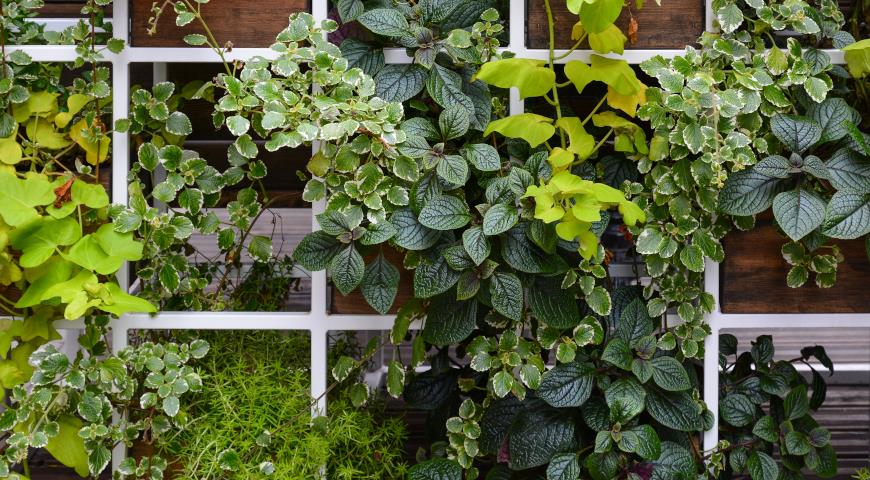 Как самому сделать живую зеленую стену из растений 