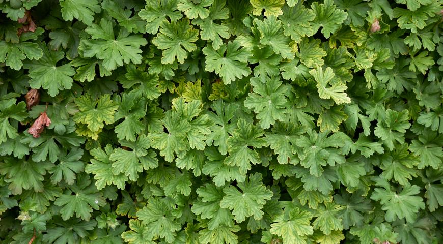 Герань крупнокорневая (Geranium macrorrhizum)