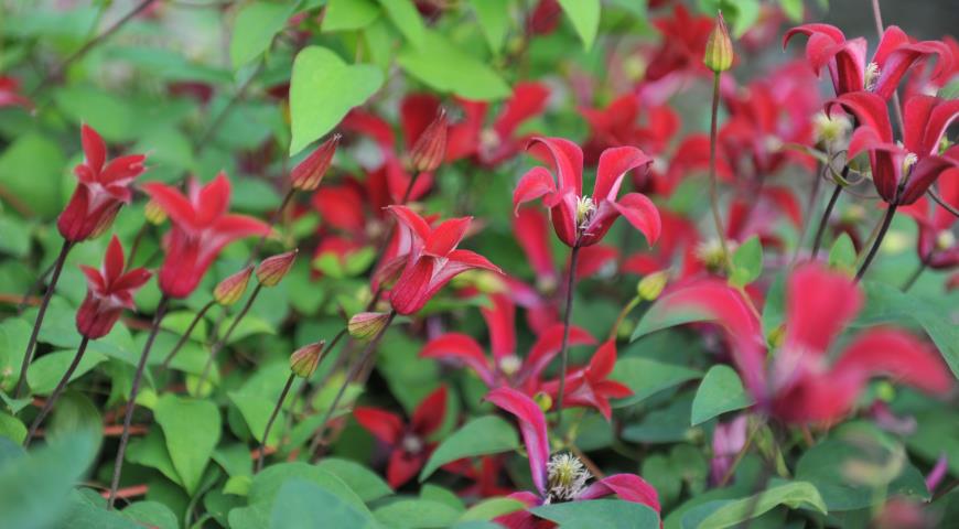 Клематис тангутский (Clematis tangutica) Gravetye Beauty