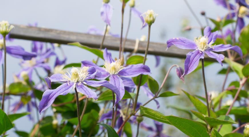 Клематис цельнолистный (Clematis integrifolia) Arabella