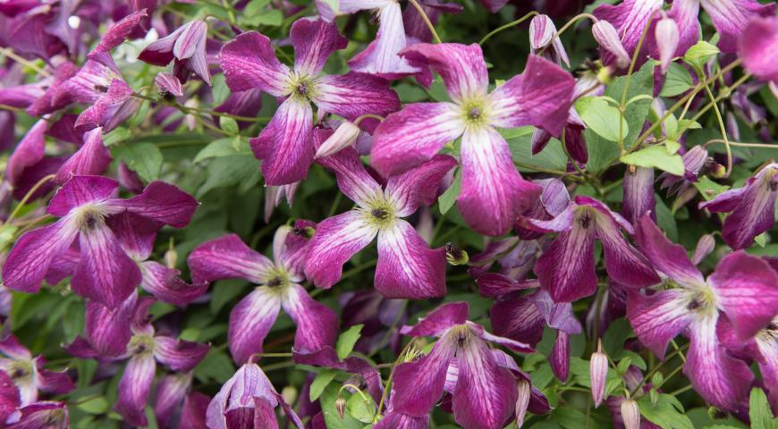 Клематис фиолетовый (Clematis Viticella) Walenburg