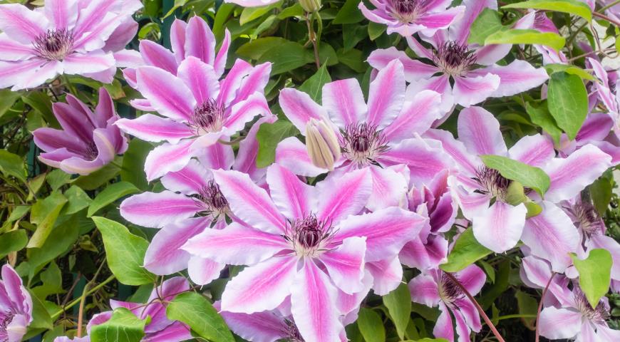 Клематис шерстистый (Clematis lanuginosa)