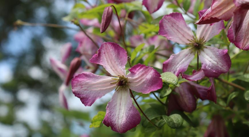 Клематис фиолетовый (Clematis Viticella) Minuet