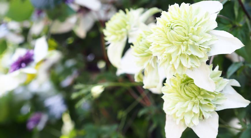 Клематис цветистый (Clematis florida) Alba Plena