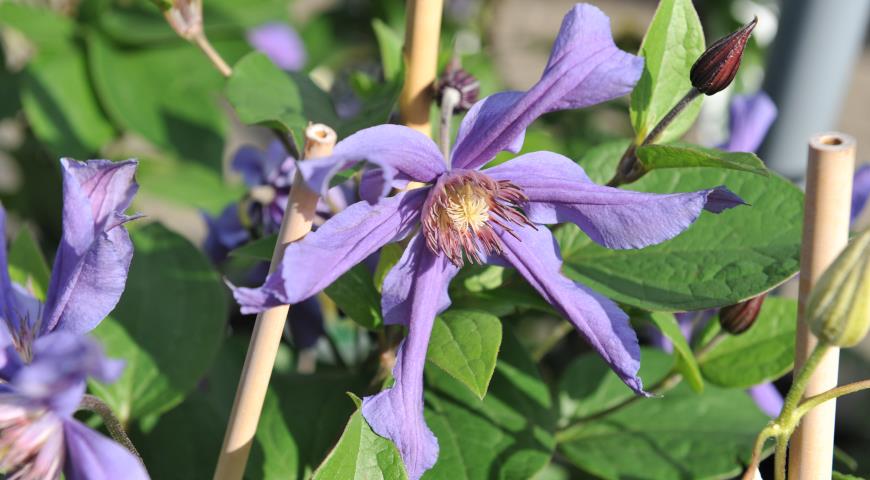 Клематис цельнолистный (C. integrifolia) Sizaia Ptitsa