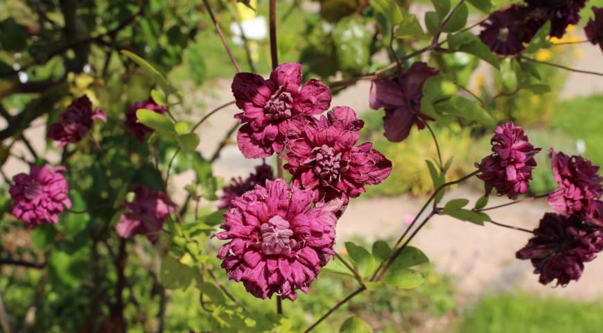 Клематис фиолетовый (Clematis Viticella) Old Man's Beard