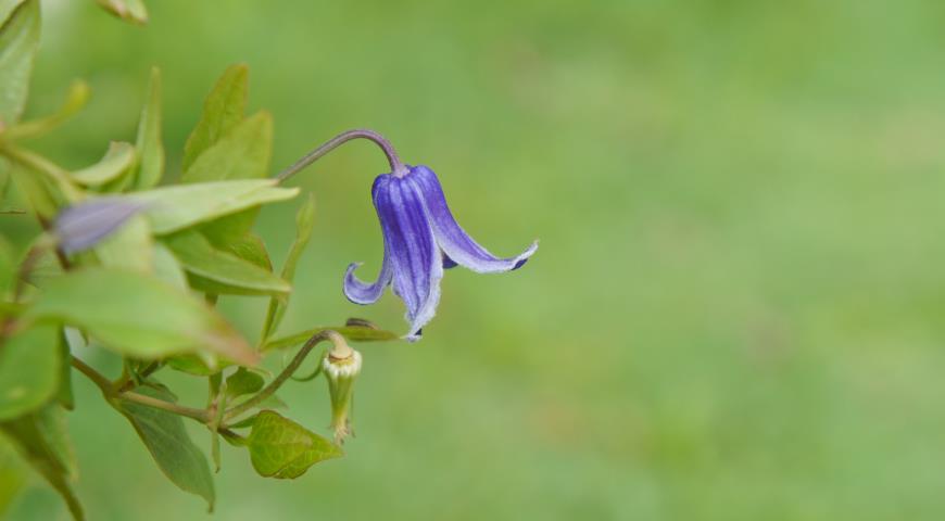 Клематис цельнолистный (C. integrifolia x C. reticulata) Rooguchi