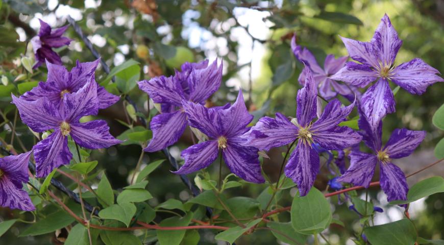 Клематис Жакмана (Clematis Jackmanii) Tie Dye