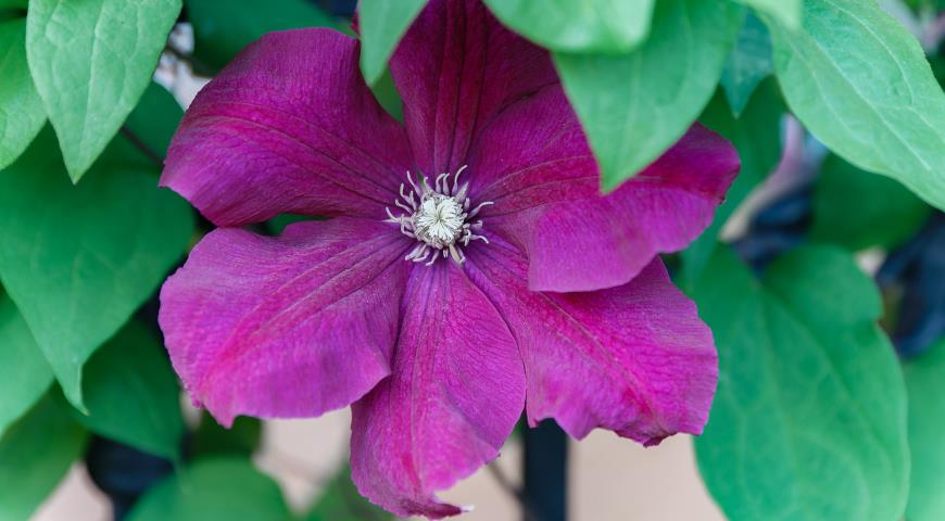 Клематис фиолетовый (Clematis Viticella) Carmencita