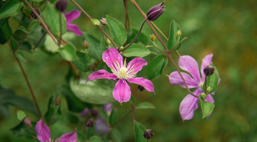 Клематис цельнолистный (Clematis integrifolia) Juuli