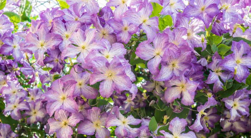 Клематис Жакмана (Clematis Jackmanii) 