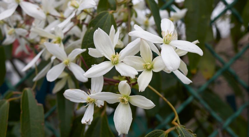 Клематис Арманда (C. armandii)