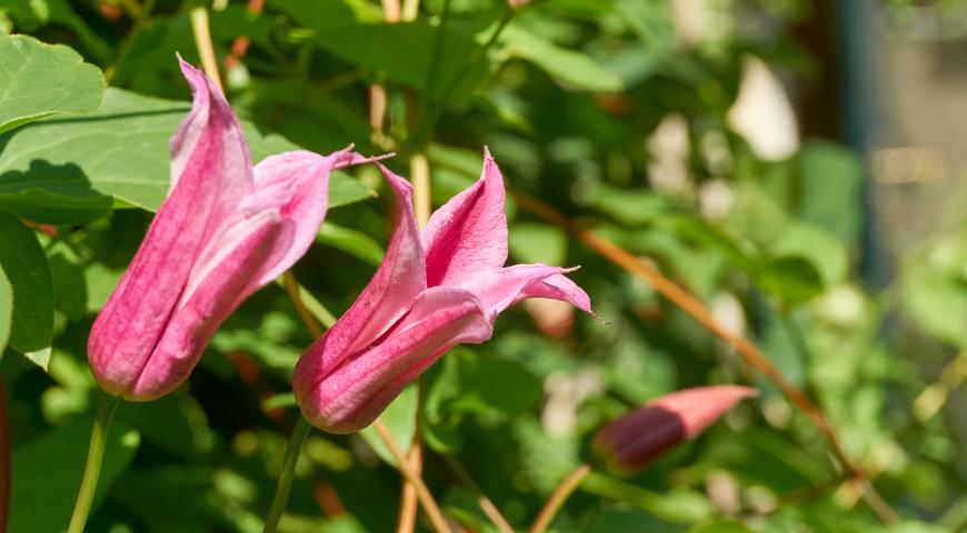 Клематис техасский (C. texensis)