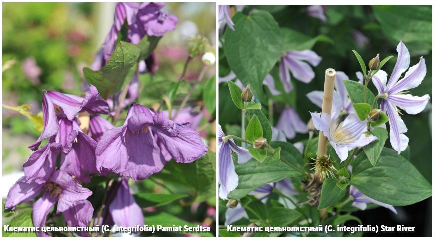 Клематис цельнолистный (C. integrifolia) 